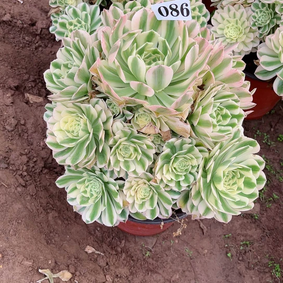 多肉植物迈巴赫086