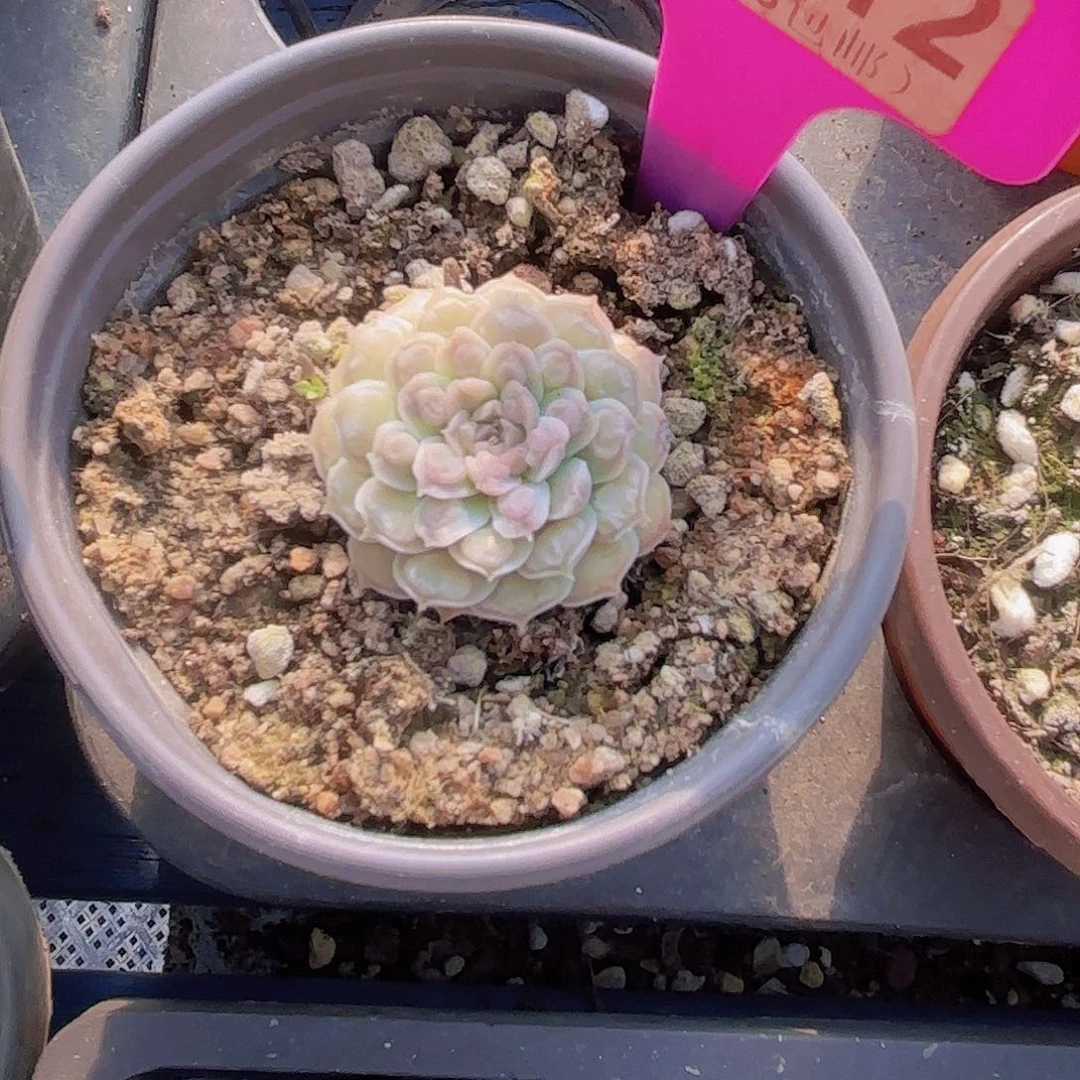 A412留财一物一拍