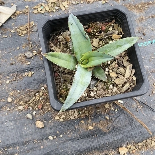 【闪购商品】大****错龙舌兰绿植