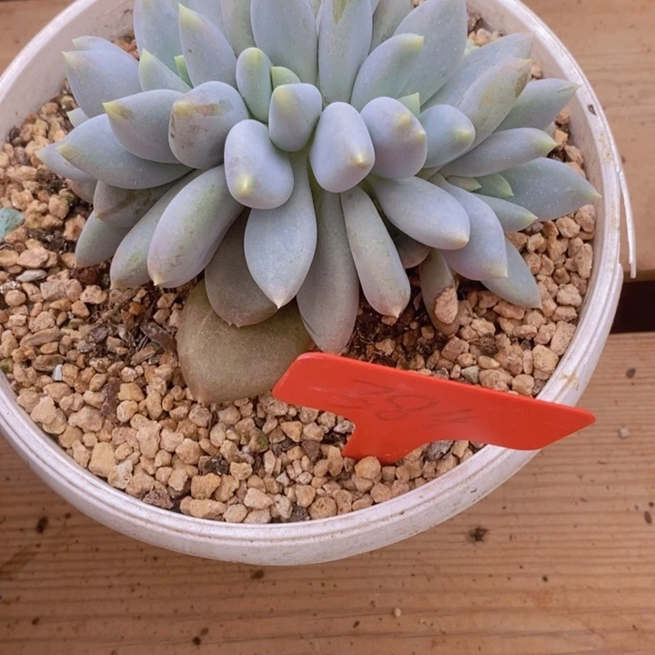 在家干了啥呀啊喂