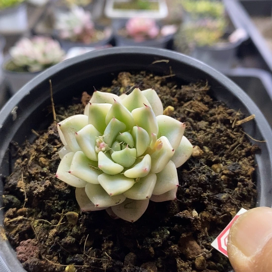 05154妲己多肉植物