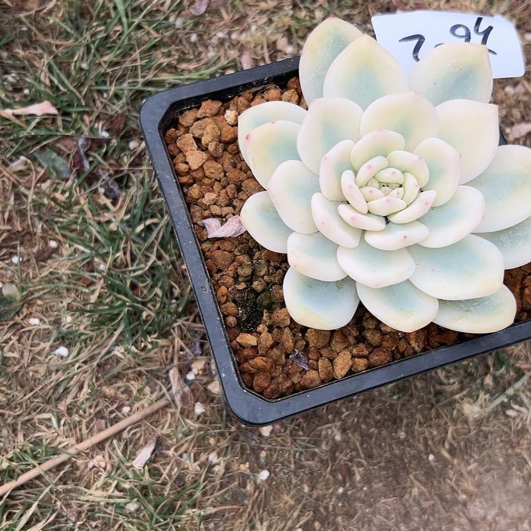 36-2梦露锦宽锦多肉