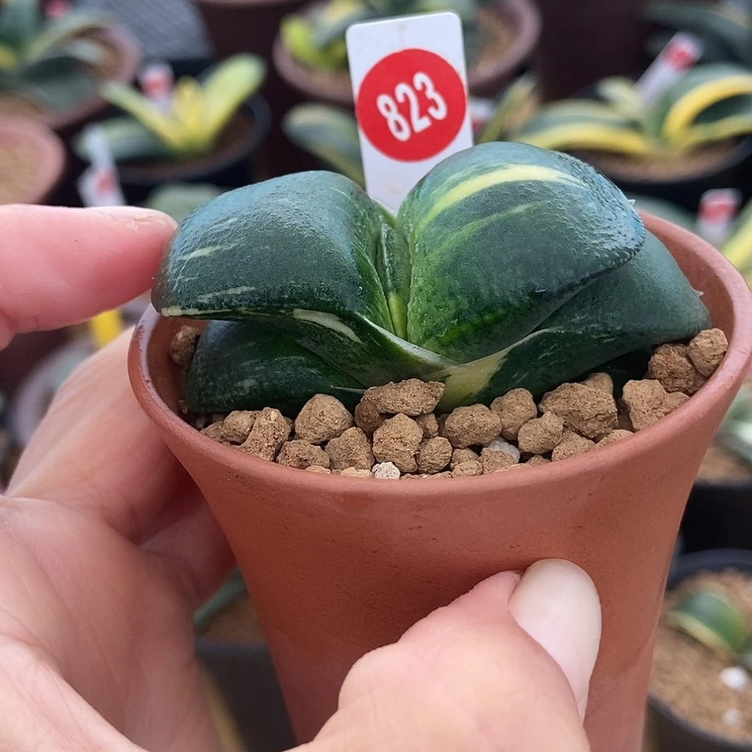 苔***阶823卧牛实生锦带盆发货