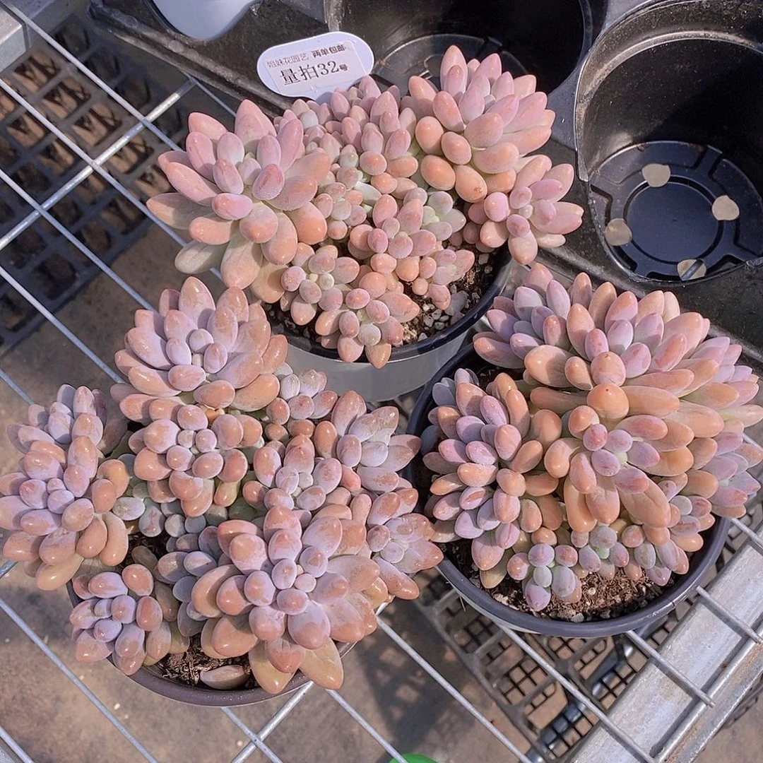量拍32号-捧花大群汤圆福利一颗量拍