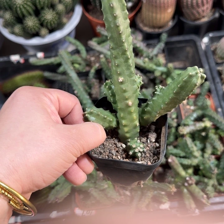 207水仙晴朗根脱土发货掉侧牙无售后