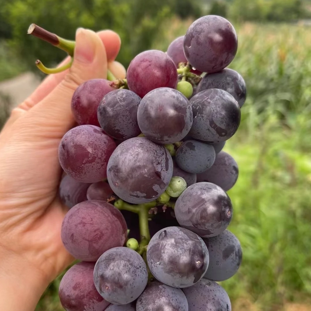 正宗大连七顶山老品种巨峰葡萄自然成熟小时候味道新鲜采摘顺丰