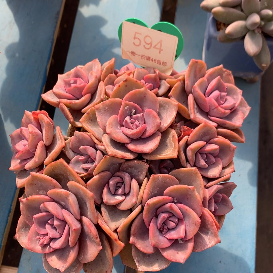 彩虹糖老桩无砍平头594