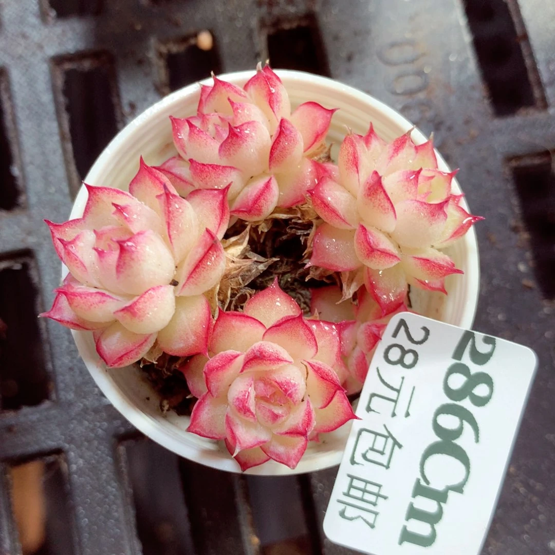 5厘米盆精控多肉286