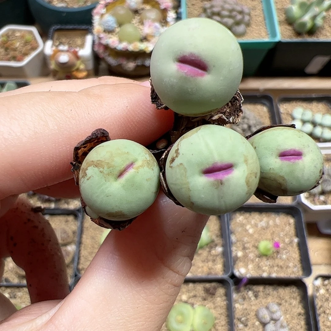 【闪购商品】278 腿长福利