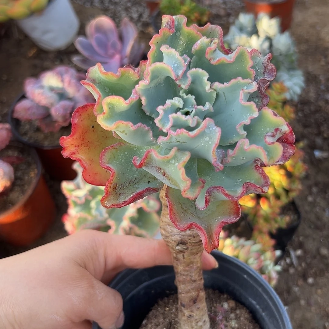 水瓶座耳朵植物中央音乐学院