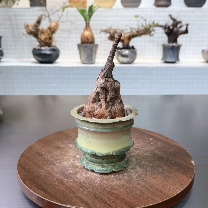 小火桐一物一拍含盆