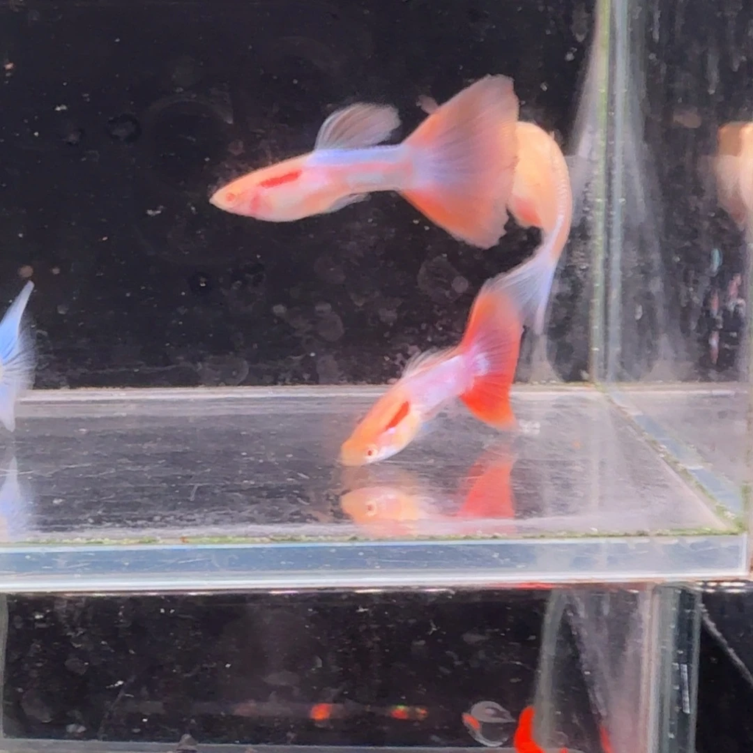 孔雀鱼天使彩虹2对