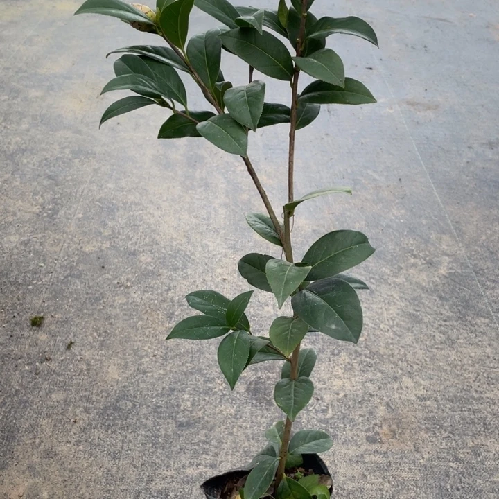 完全开放茶花苏圣尼