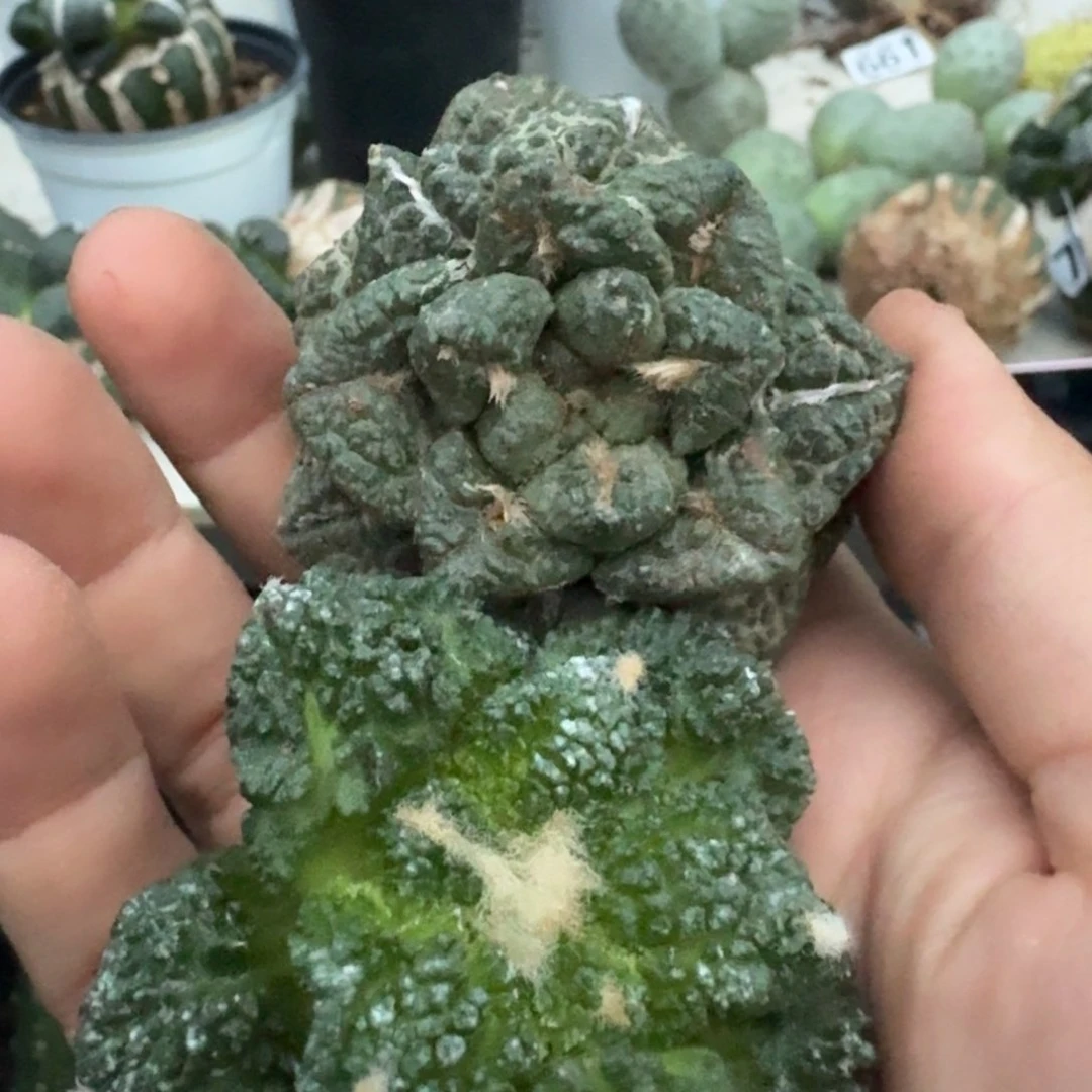 【闪购商品】无花朵M****m两颗自根牡丹
