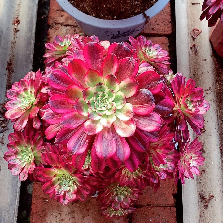 美仙的，多肉植物