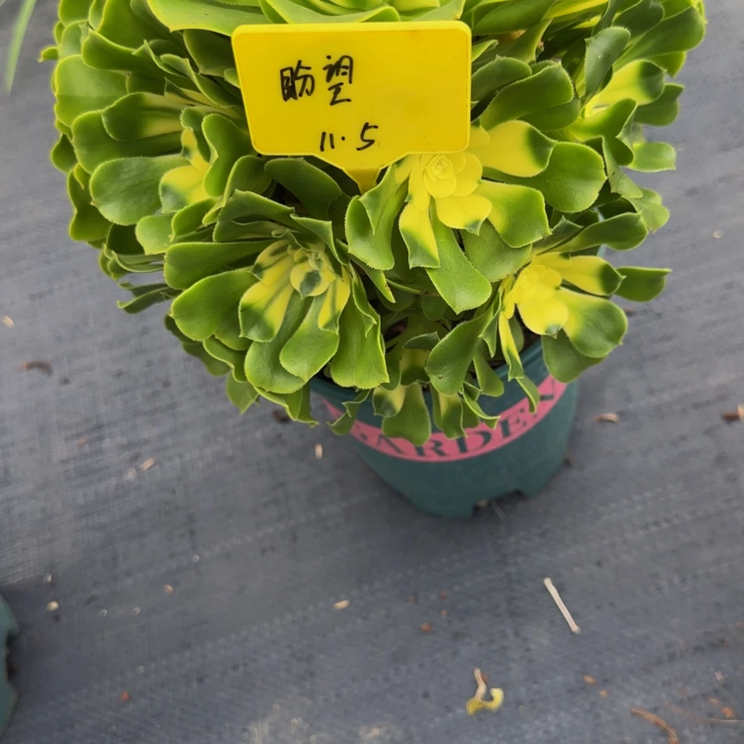 辛尼亚8888888888