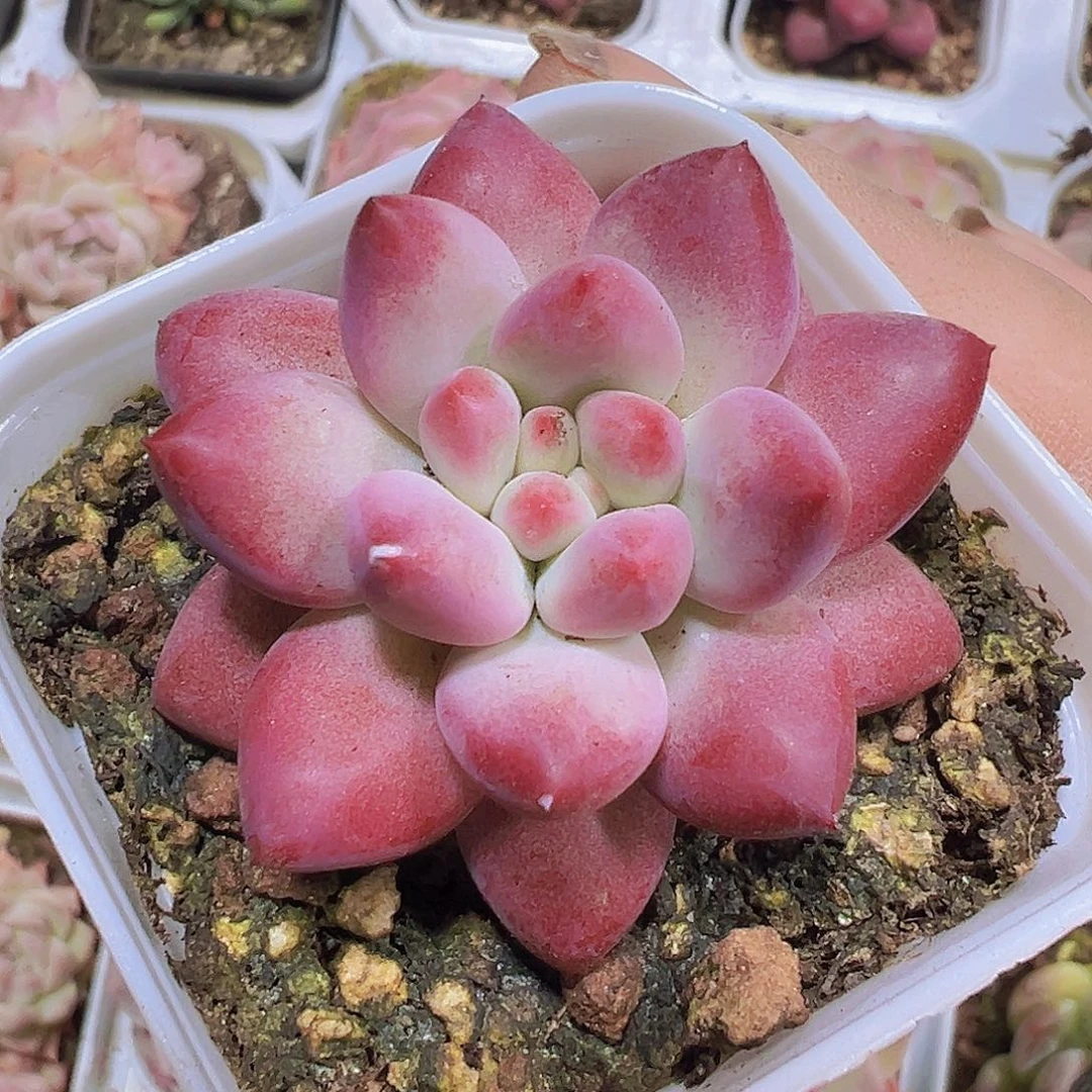 金鱼姬19包邮植物
