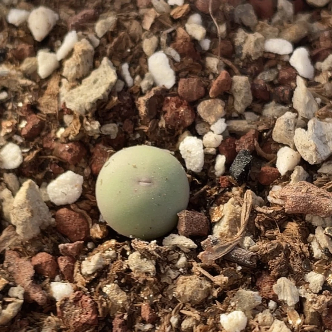 31-104肉锥433v嘴多肉植物