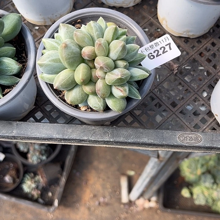 阿雅园艺。     6227重楼