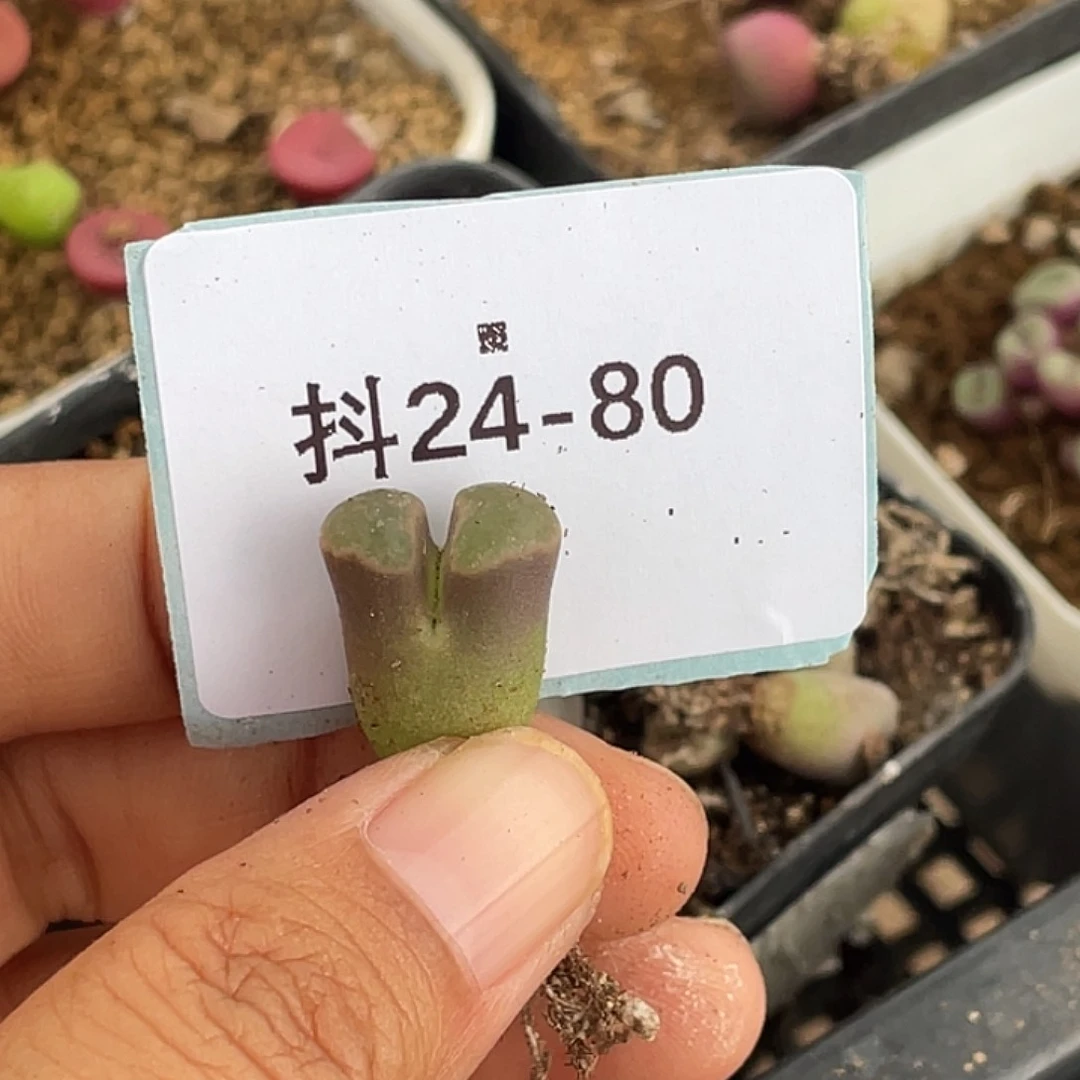 1***424-80肉锥多肉植物