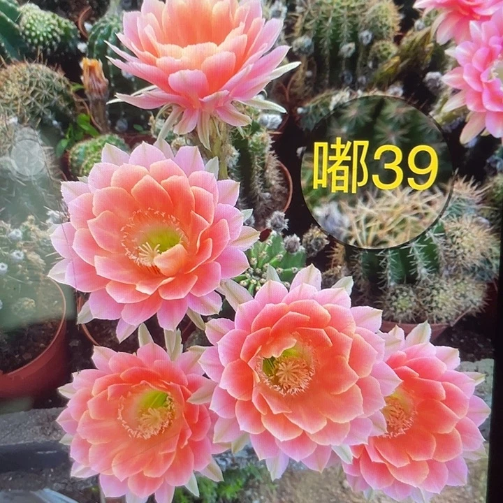 嘟39号2公分左右一代侧福利