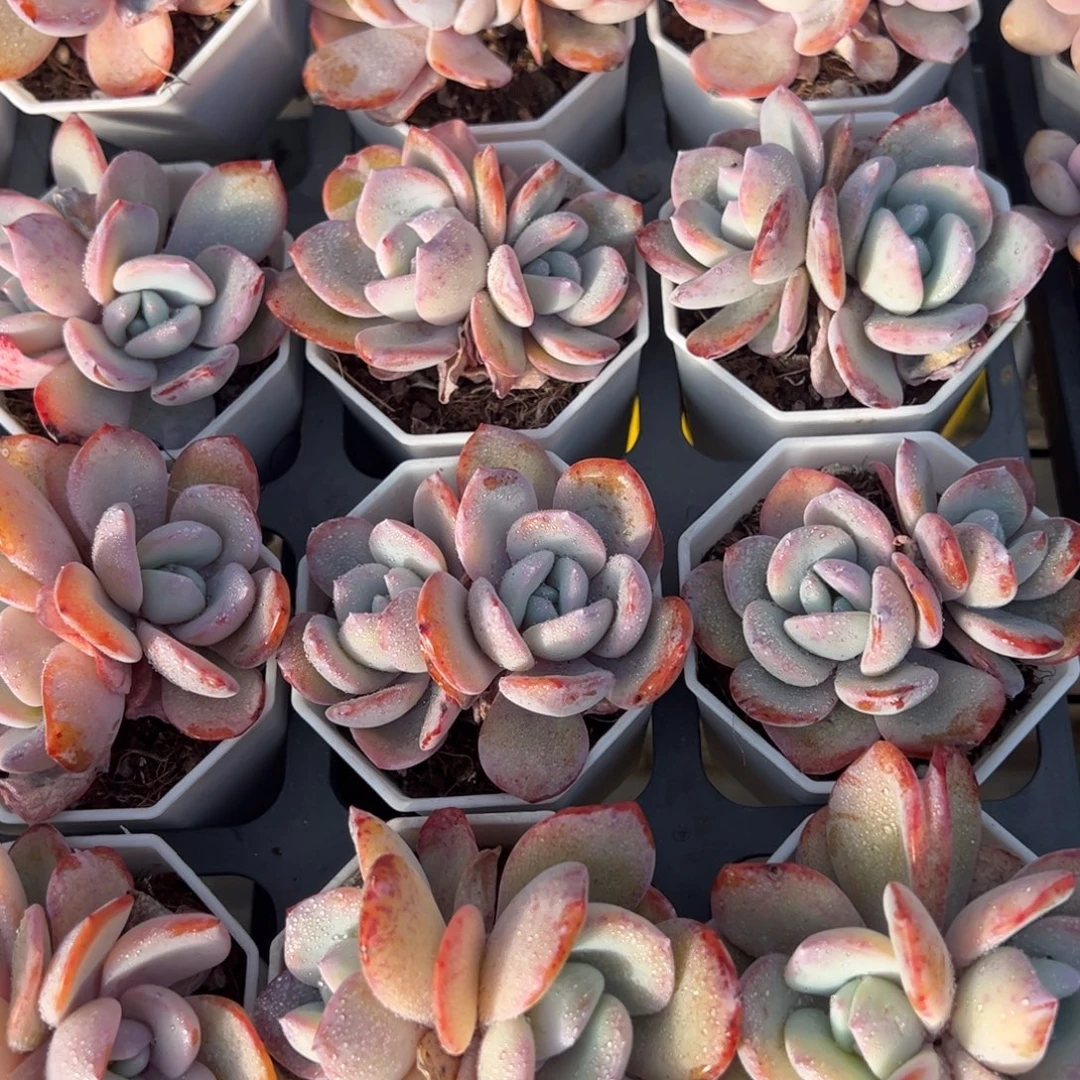 韩版奶茶双头到手1颗满18元包邮下午发货