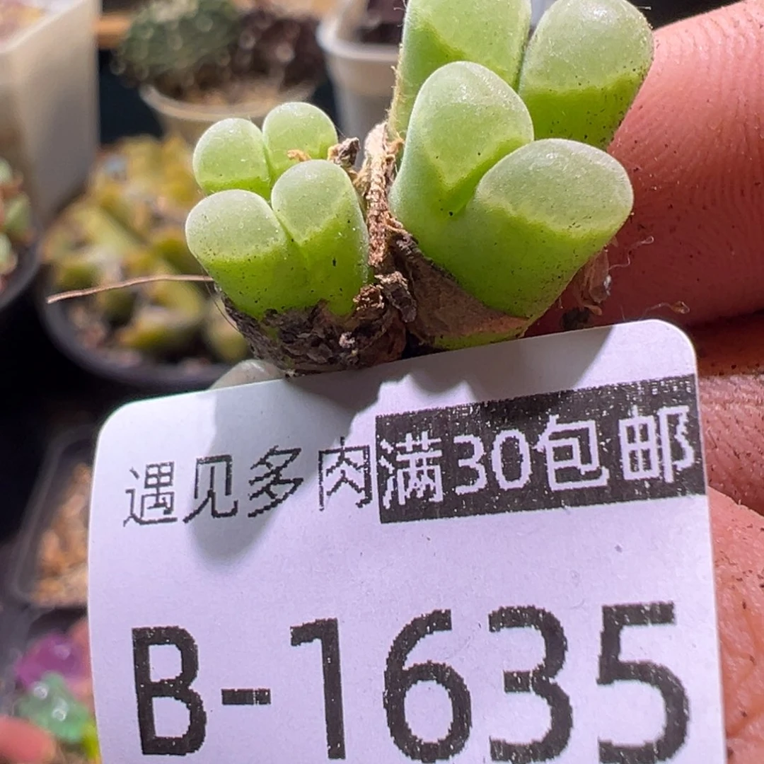 多肉植物1111111111111