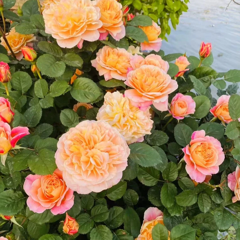 印象派爬藤大花浓香月季多季开南北方种植花墙拱门花柱