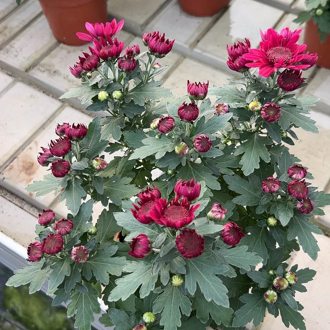 大部分花苞少量开放极光泡泡