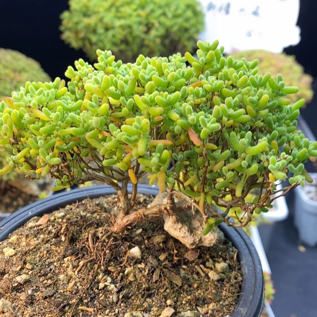 630蜜橘糖球。