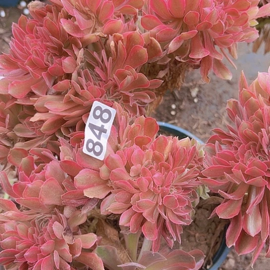品***生多肉植物一个维码