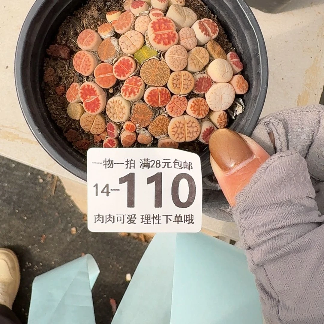 生石花无盆土发货无盆