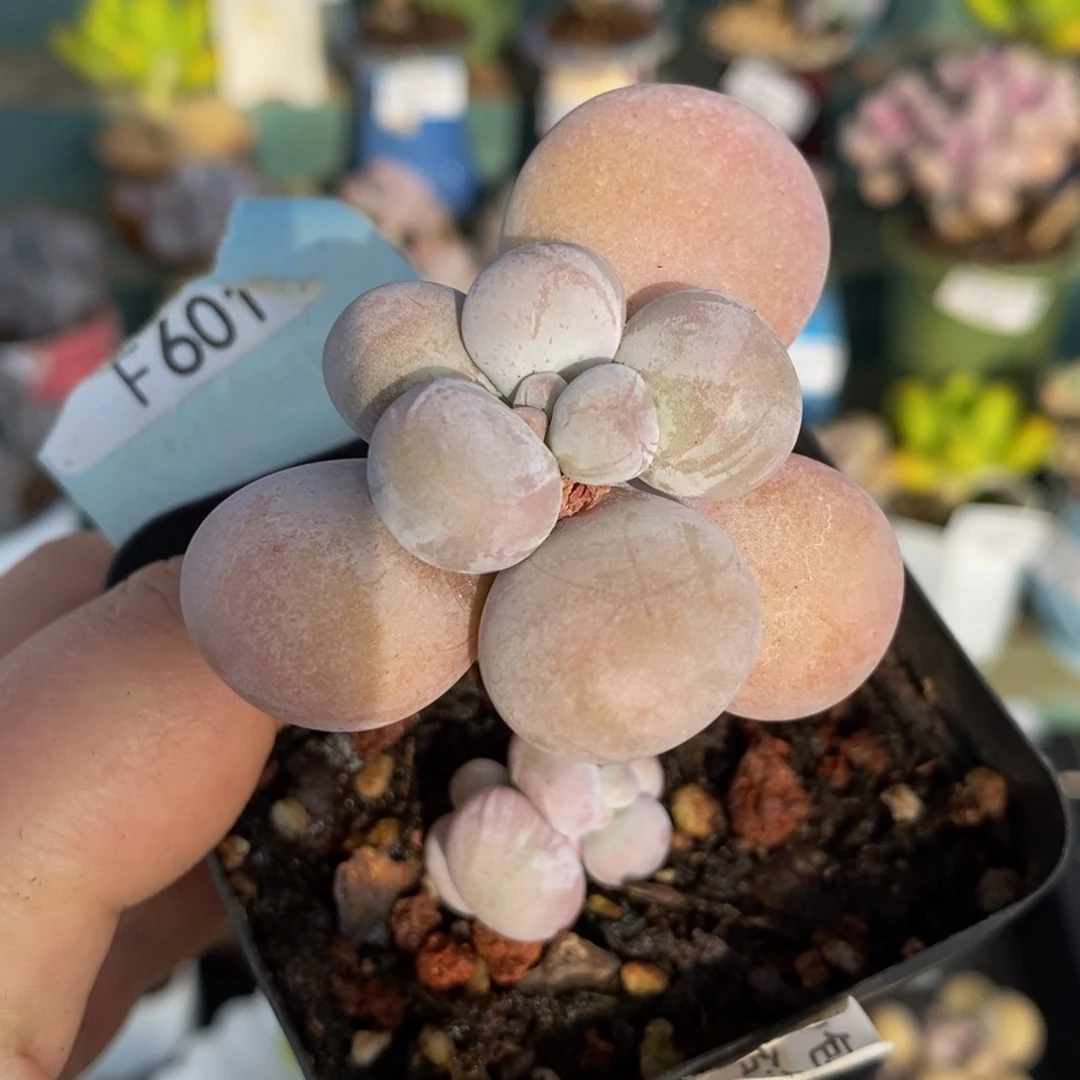606 芭比奶4 厘米