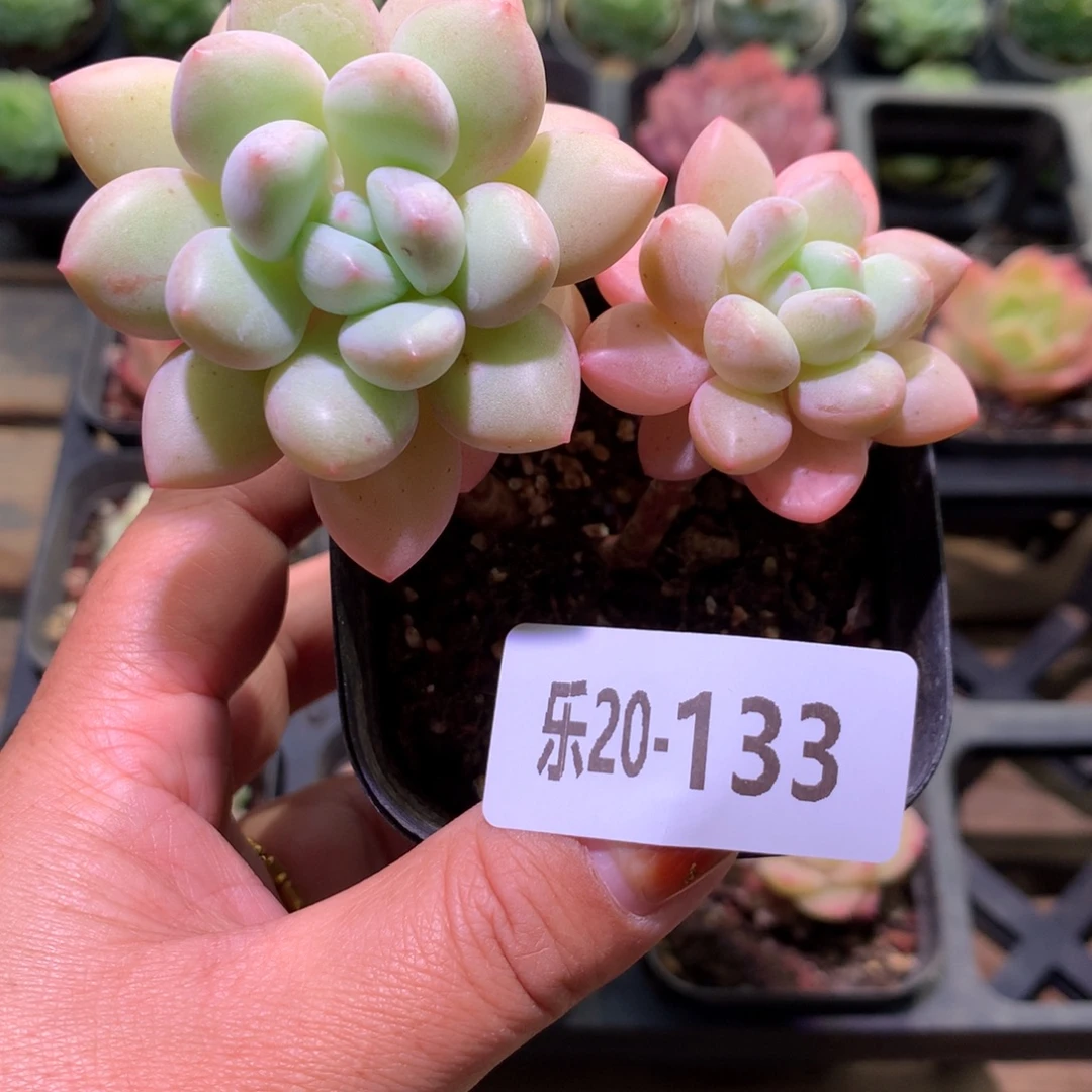 乐然20-133 泡泡糖