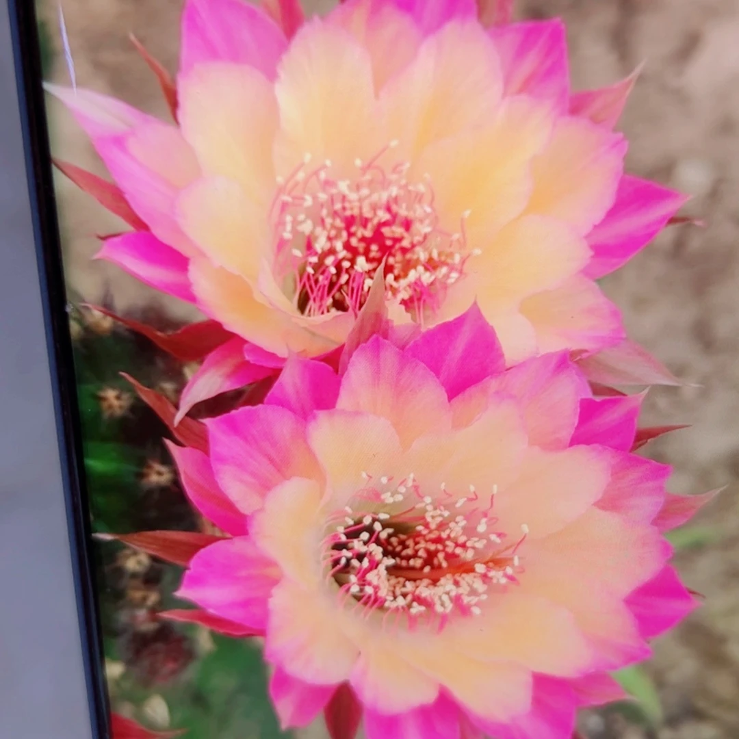 下100丽花极光歪无根侧芽3公分左右20包邮