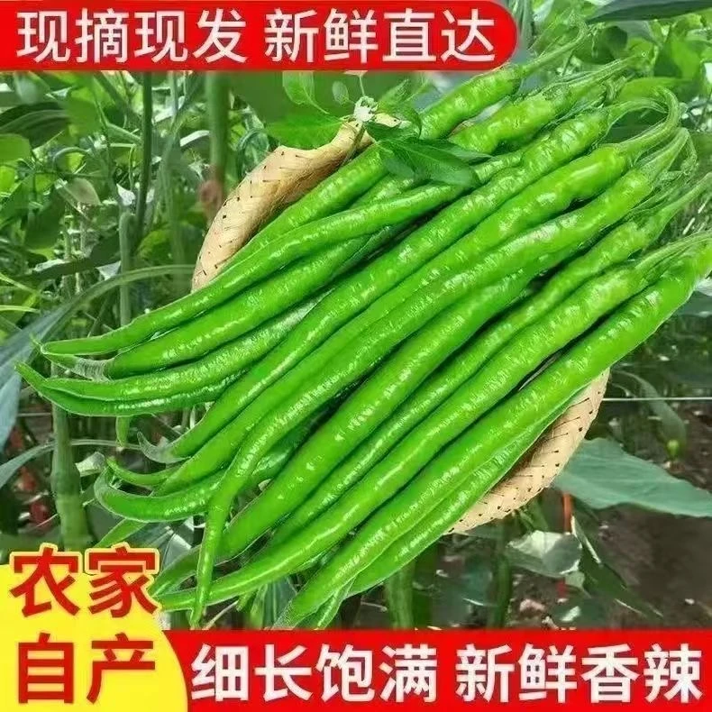 【精品现摘】新鲜青辣椒香辣二荆条青线椒新鲜采摘发货包邮包售后