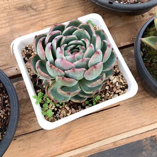 s***n美肉家活动开始了