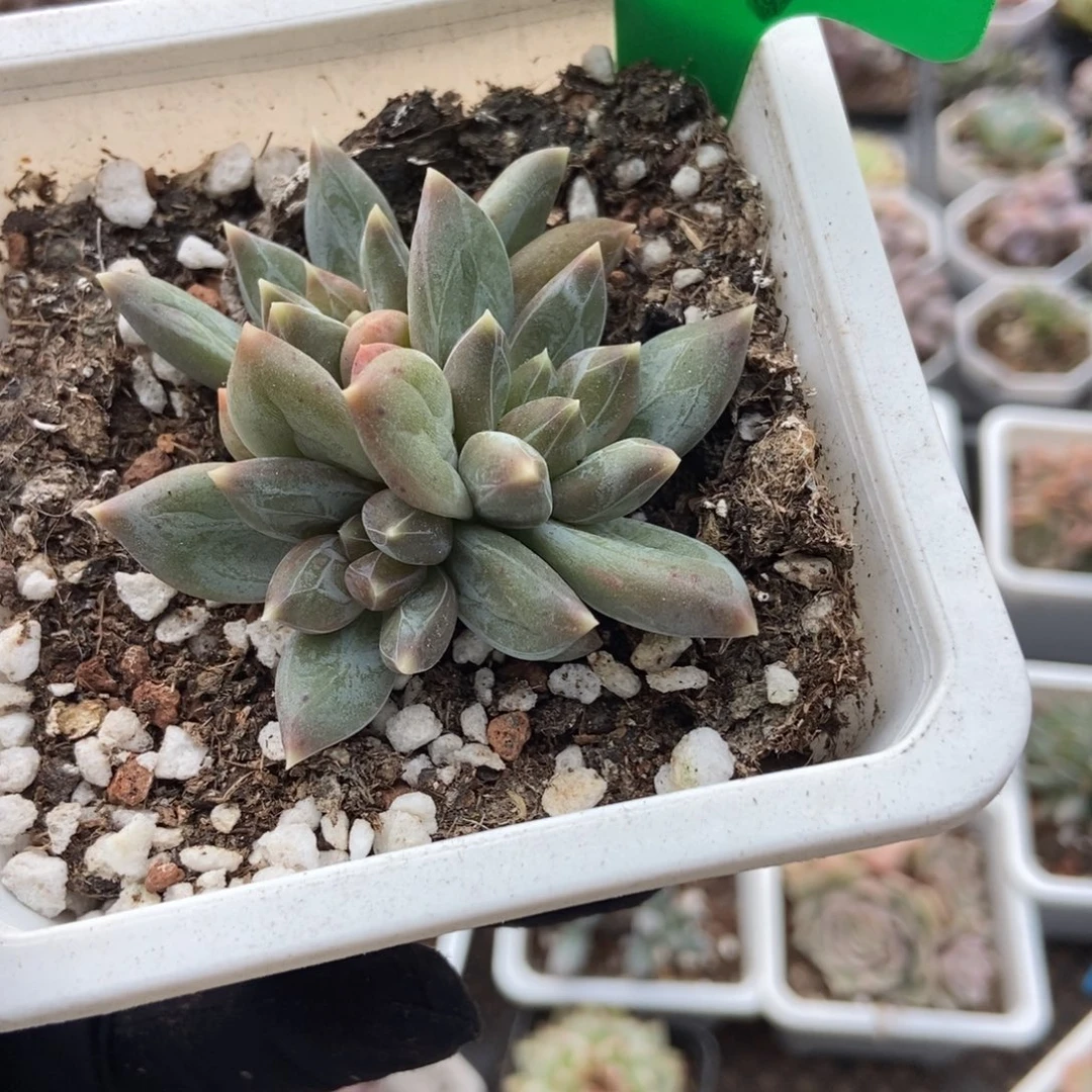 869重楼多肉植物多肉