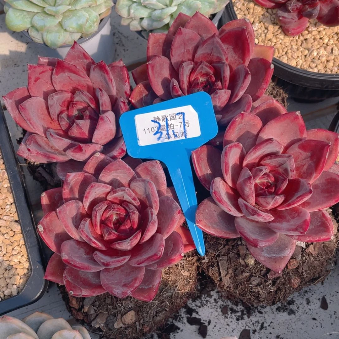 1031-7-红糖卡单头福利一颗量拍