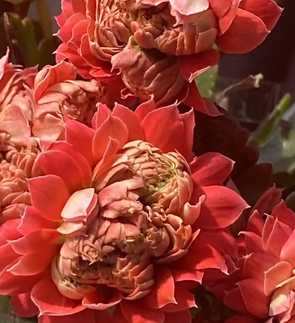 喜糖【130盆】昊景 正红色大花重瓣