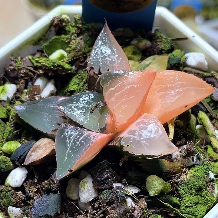 600酒吞锦一物一拍