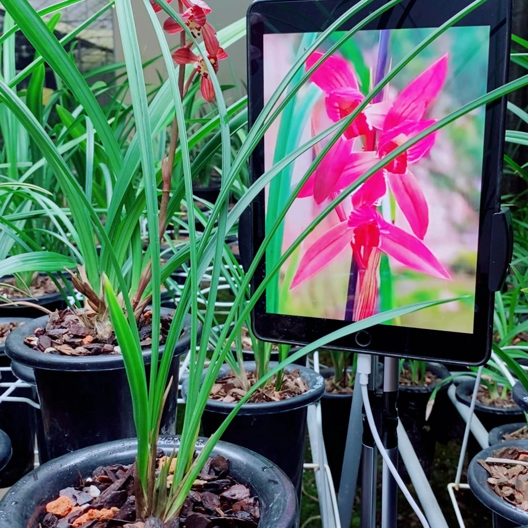 大部分花苞少量开放