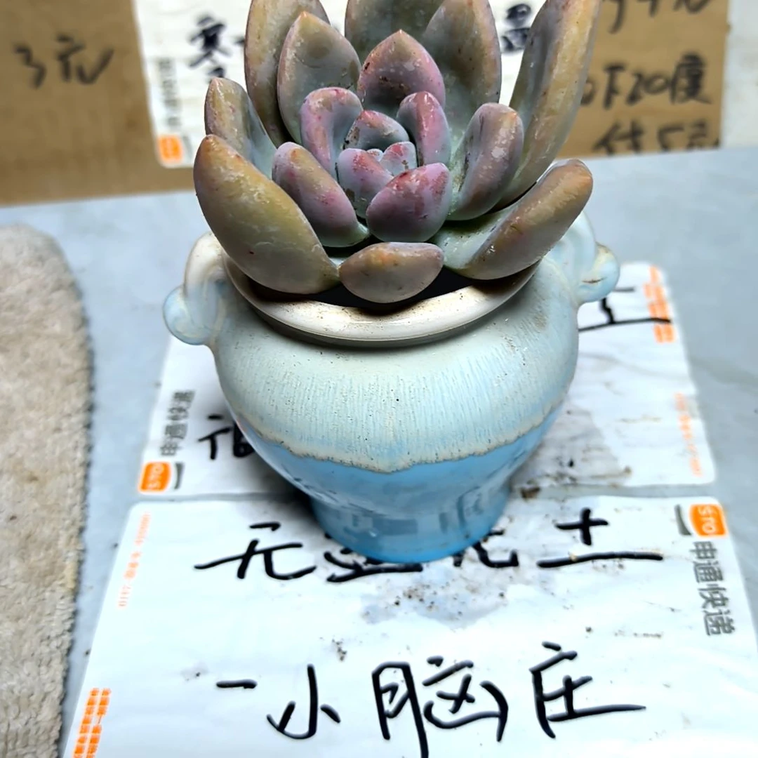 满6元包邮，奥普俩颗