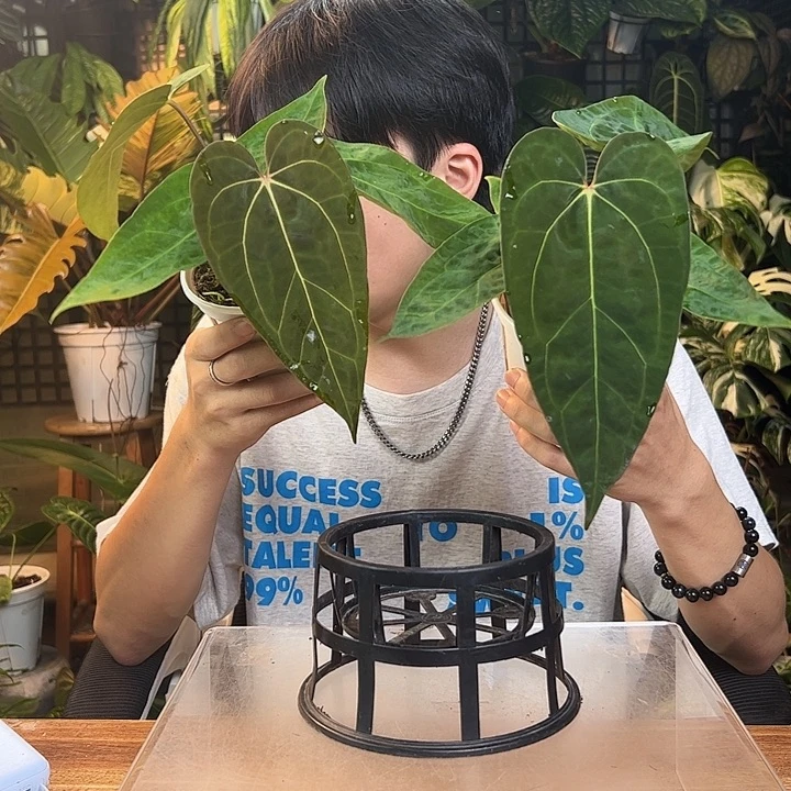 完全开放一物一拍AOS杂卡拉
