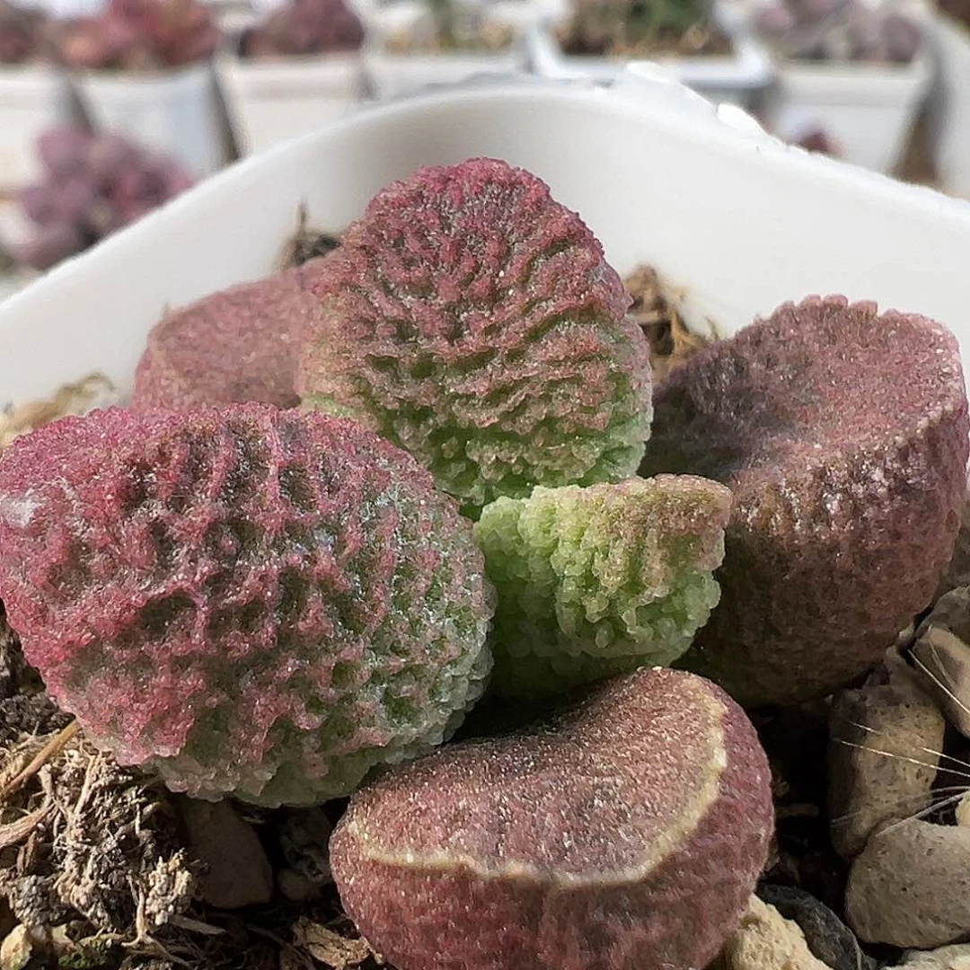 粉色冰晶颗粒款实生新品