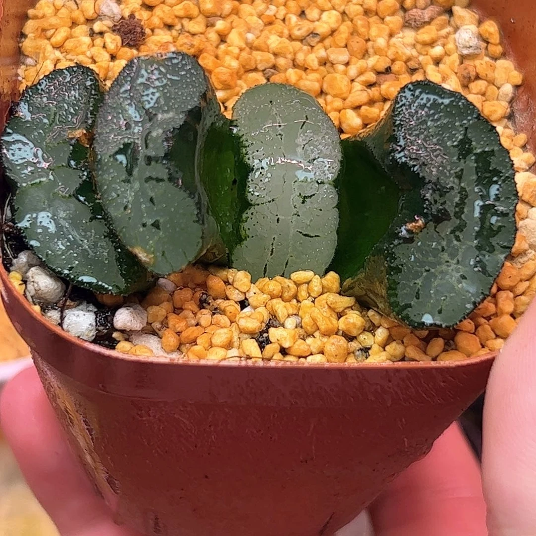 蓝翼十二卷多肉植物园