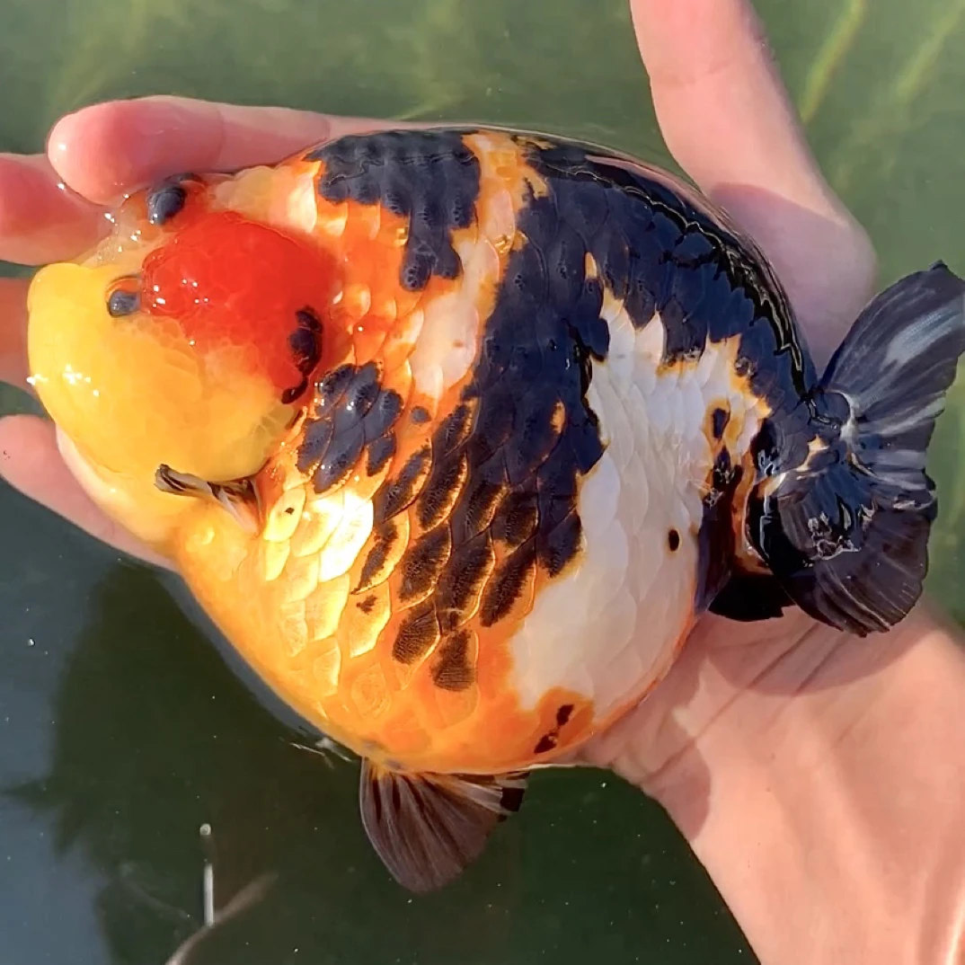 兰寿泰狮玛丽金鱼（品相以主播直播间为准）