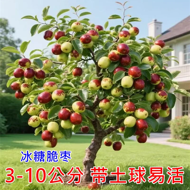 枣树活苗大枣超甜特大号沾化冬枣果树苗盆栽庭院地栽大树嫁接果苗