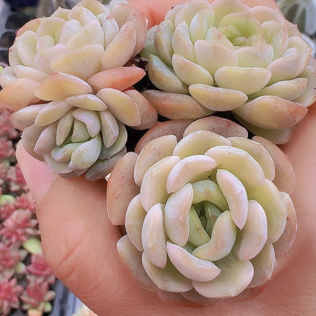 容晶苗5颗19包邮多肉