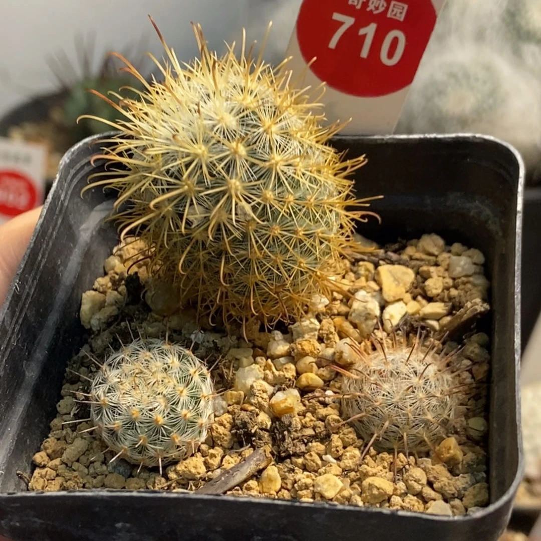 菊慈童北境娇丽苍白旗一棵